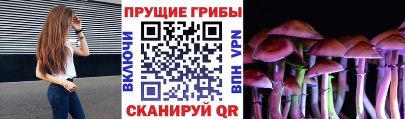 цена Адыгейск кракен ТОР Галлюциногенные грибы Psilocybine cubensis